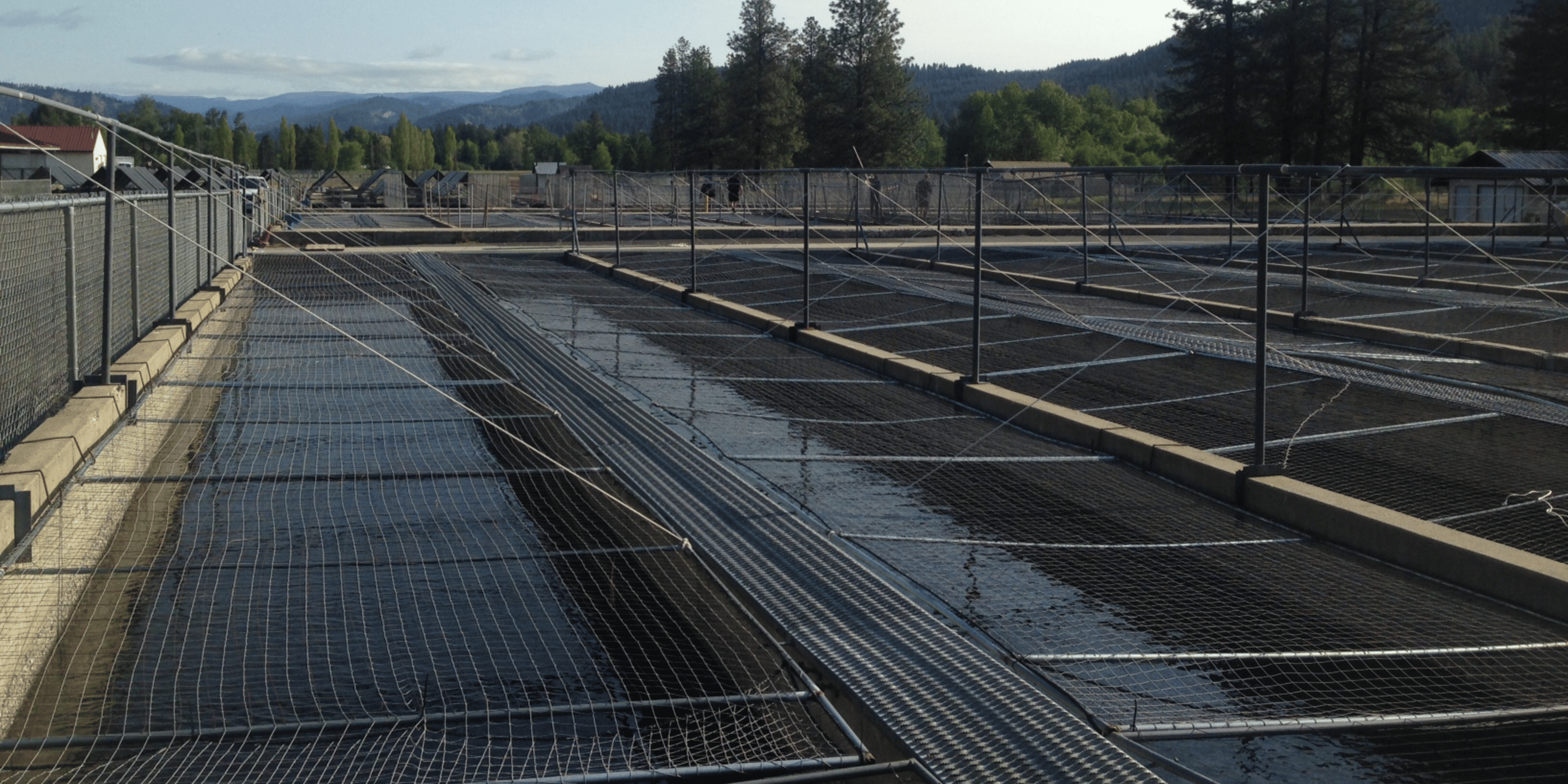 fish hatchery bird and predator barrier netting